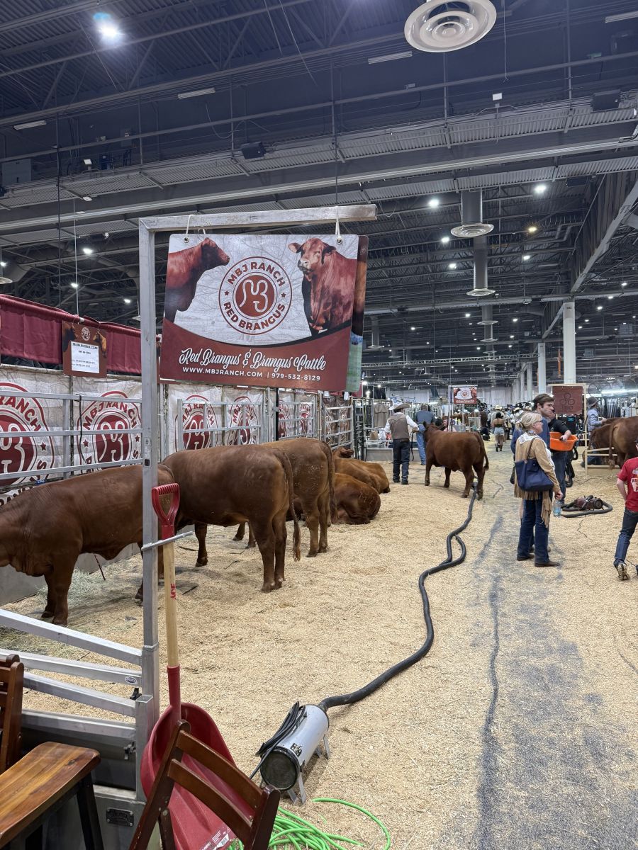 Rodeo photo 7